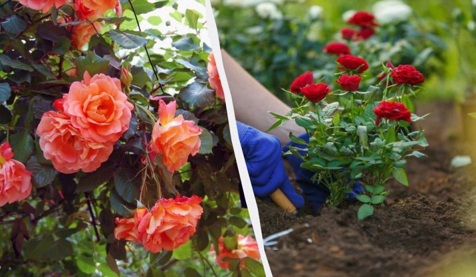 Октябрь – время цветочных начинаний