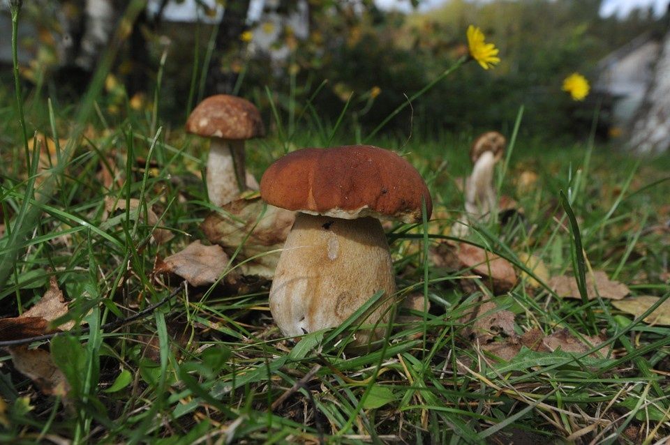 Кировские белые грибы впервые отправились в белорусские леса