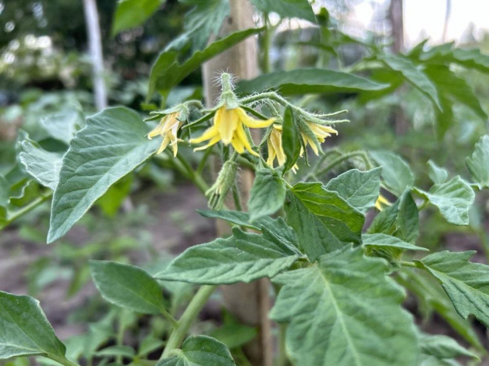 Как обеспечить отличное здоровье помидоров в жаркие дни: секреты успешного полива