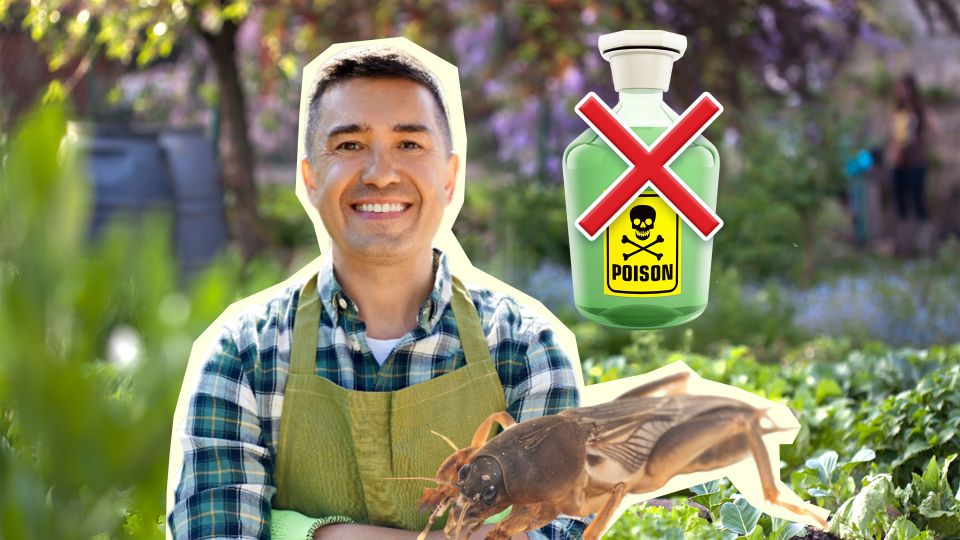 Лучше всякой химии: медведку истребите с участка всем скопом, подложив эту приманку