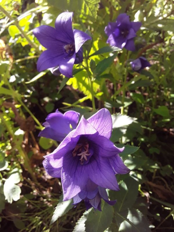 Почему осень — идеальное время для покупки растений: изучаем преимущества