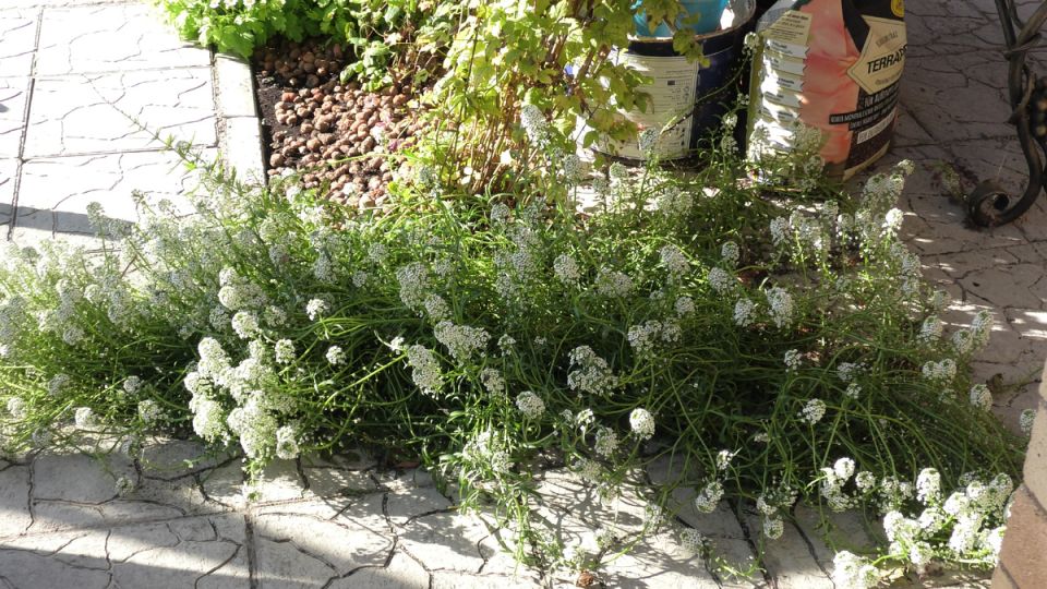 Секреты садоводов: термины, которые изменят ваш взгляд на садоводство