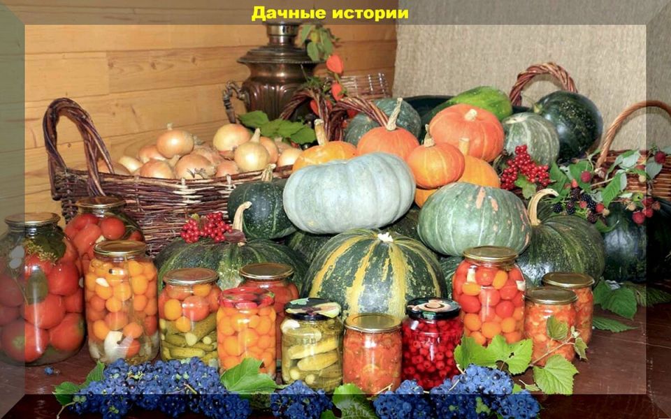 Сажаем и ухаживаем: что в августе необходимо сделать на даче