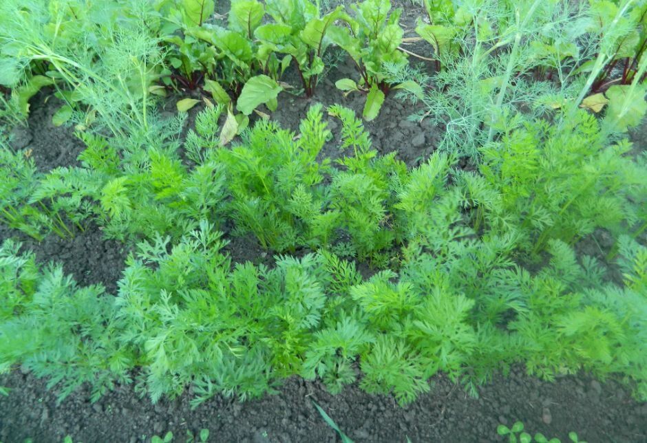 Как сократить трудозатраты и увеличить урожай: новые подходы к земледелию