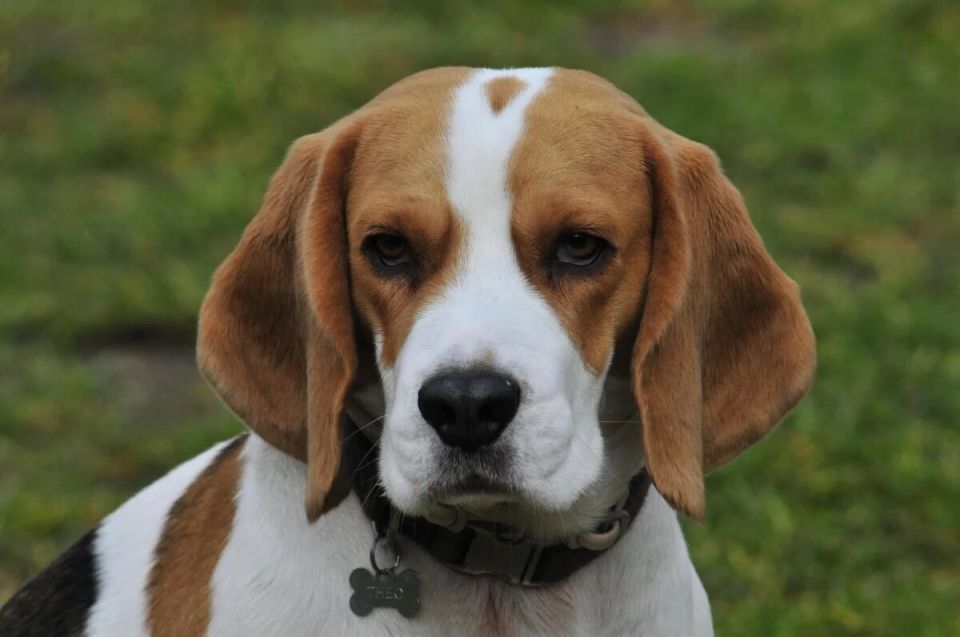 Пять пород собак, которых стоит избегать в городской квартире