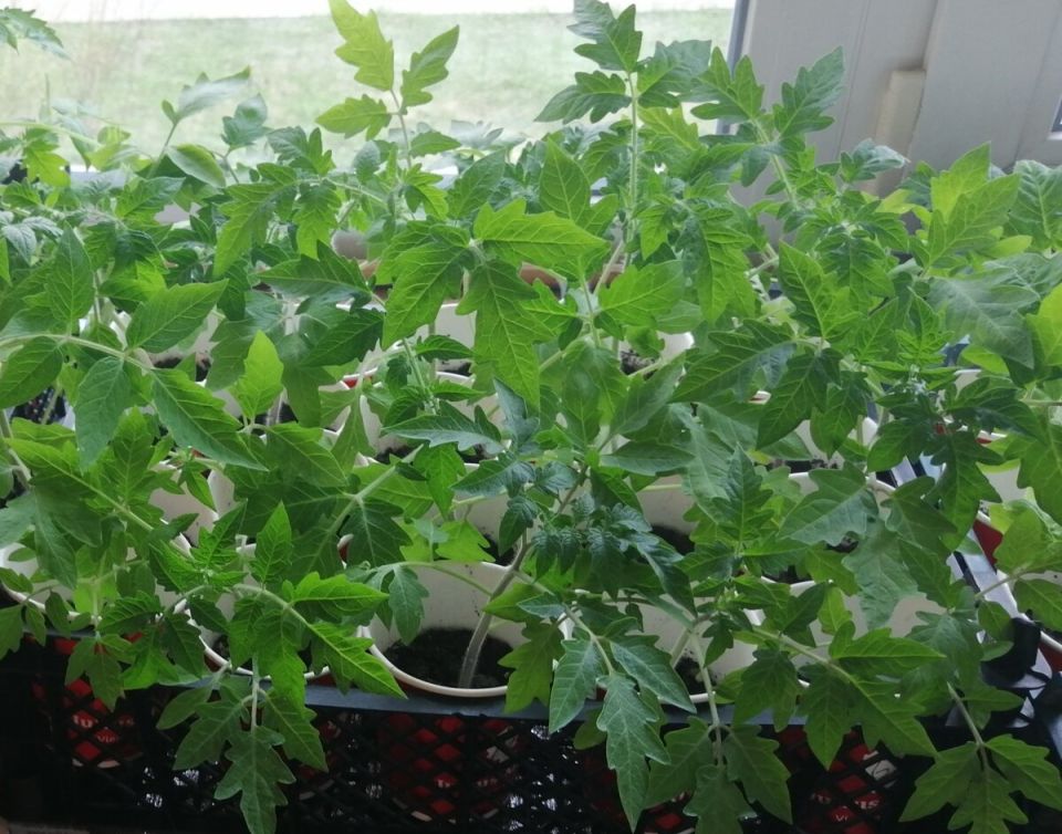 Как ухаживать за рассадой томатов: советы для успешных огородников