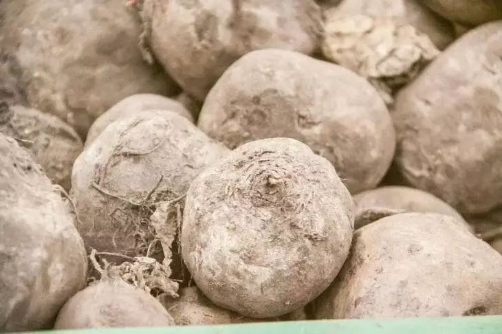 Насколько полезна морковь и свекла: как правильно есть и чего опасаться – каждому на заметку