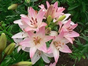 Лилия сорта Марлен: яркие акценты в вашем саду