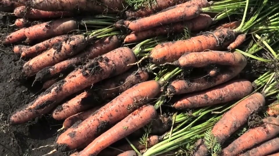 Как защитить морковь от вредителей: эффективные советы для огородников