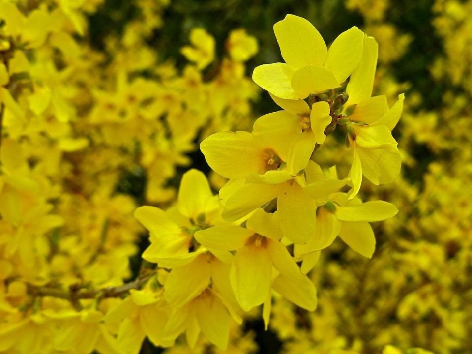 Какие кустарники не подойдут для средней полосы России: разбираем риски