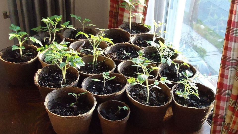 Закаливание рассады томатов: как подготовить растения к высадке на открытый грунт