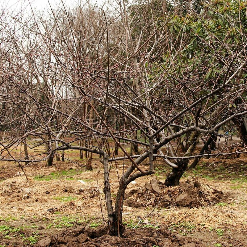 Современные методы защиты деревьев: побелка — в прошлом