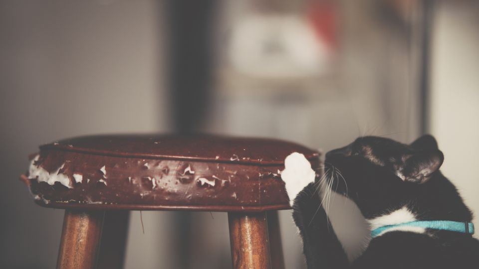 Исцарапанная деревянная мебель будет как новая: поможет не краска, а специя с кухни