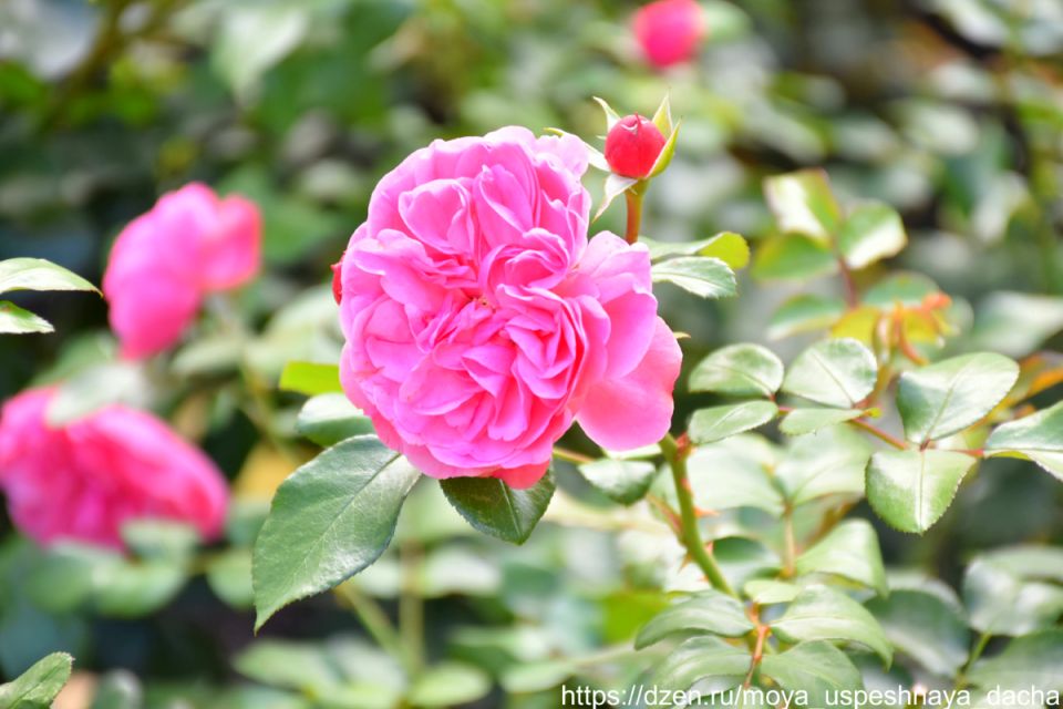 Как подготовить розы к зиме: сентябрьский уход, который сделает их сильнее