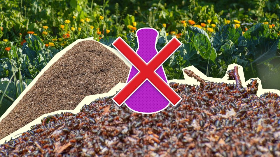 На муравейник не придется ничего лить: сделайте вот что — исчезнет бесследно