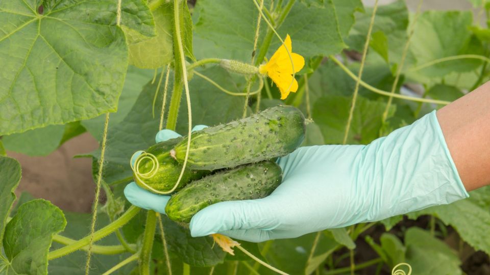 Волшебная смесь не даст огурцам пожелтеть: лучше всяких пестицидов