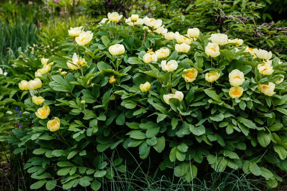 Пион Млокосевича: как украсить свой сад этим удивительным растением