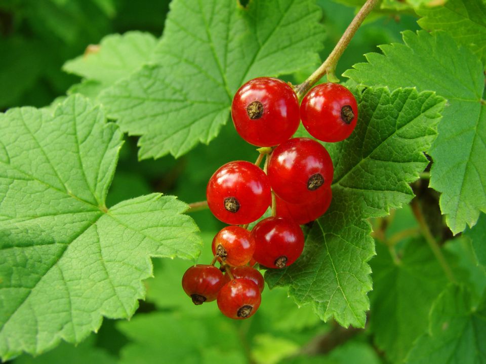 Как успешно размножить красную смородину с помощью черенков