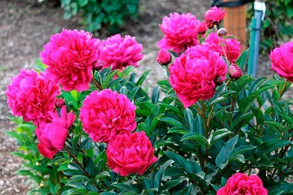 Пион Канзас: как вырастить настоящую звезду цветника