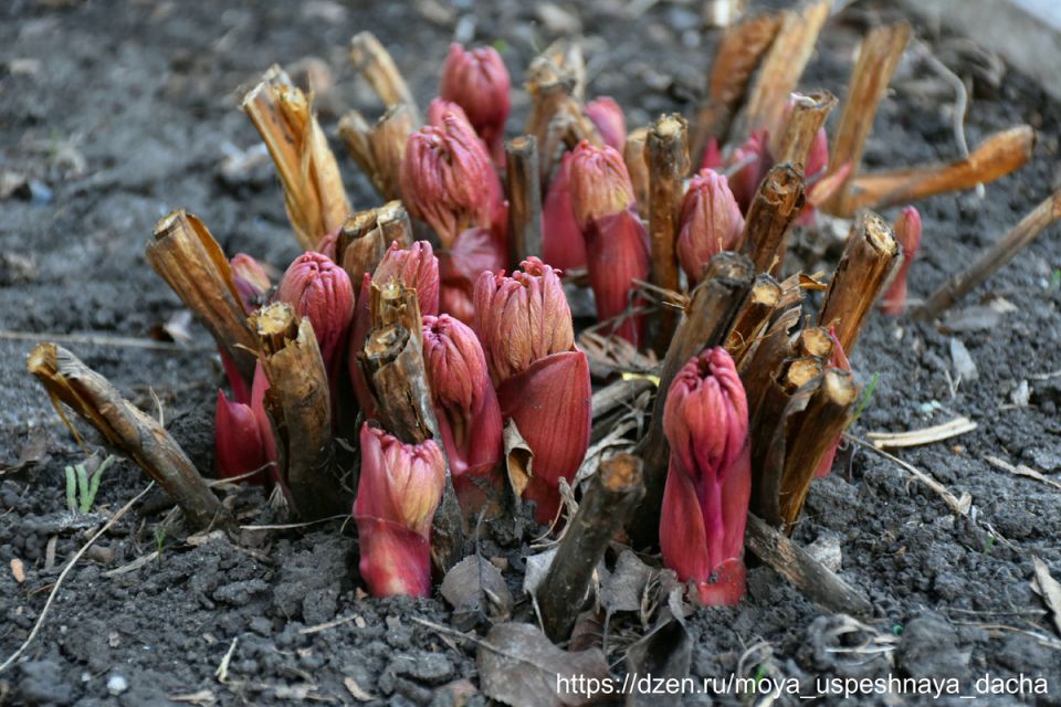 Пионы: яркие акценты вашего сада