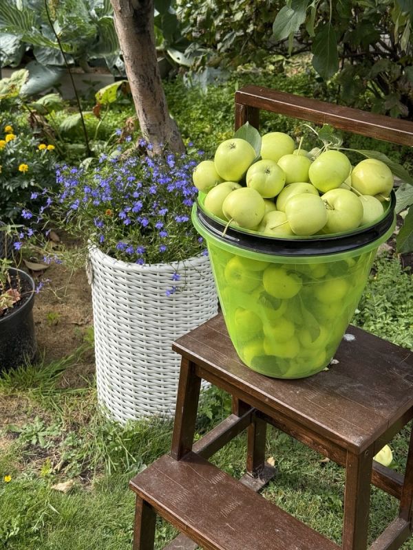 Как сохранить урожай яблок: 7 простых и оригинальных способов на зиму