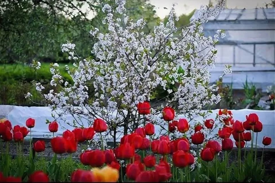 Снег на даче в мае: что это значит для урожая?