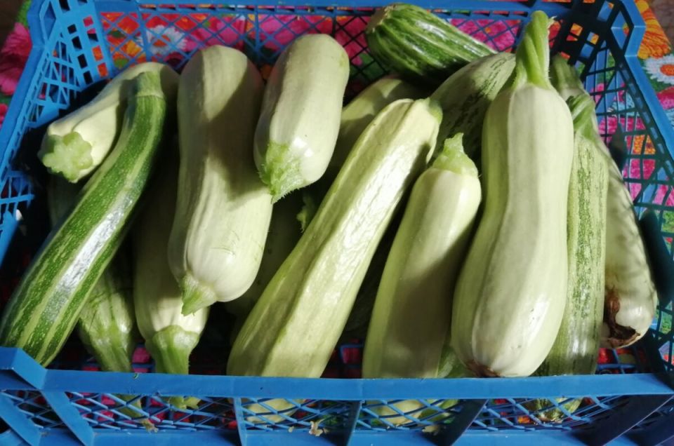 Хрустящий салат из кабачков на зиму: простой рецепт из даров лета