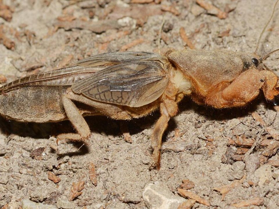 Медведка: секреты борьбы с подземным вредителем, который стал другом