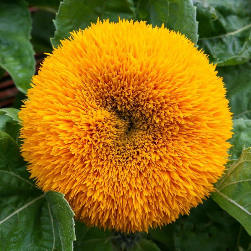 Декоративные подсолнухи: яркость и стиль без хлопот