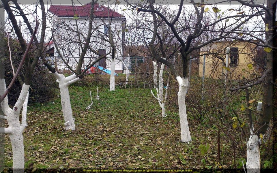 Октябрь: Время завершающих работ в саду перед зимними морозами