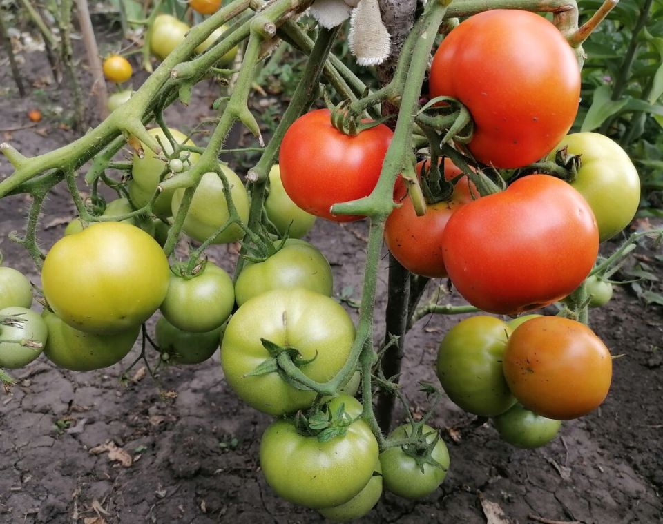 Эффективные методы борьбы с фитофторозом у томатов