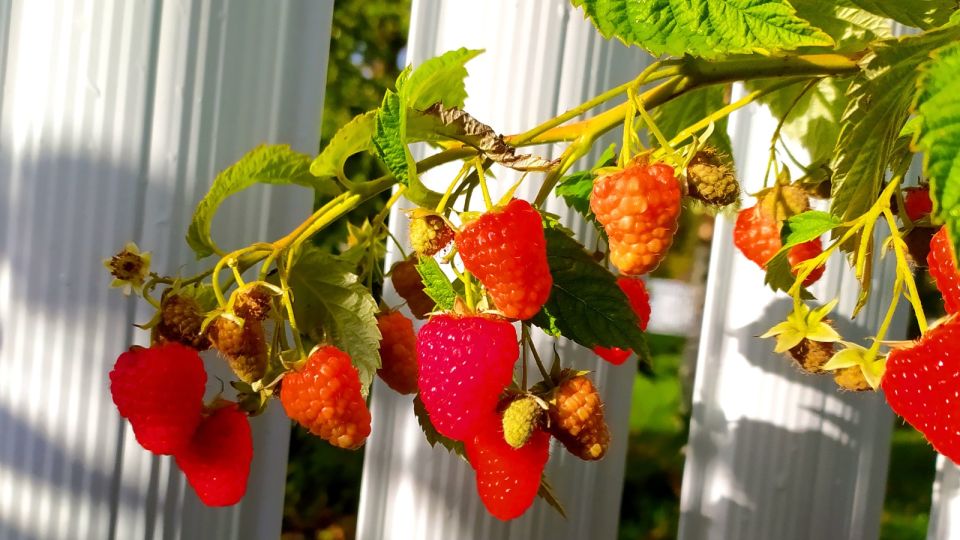 Сделайте это прямо сейчас и будете собирать урожай малины на месяц раньше соседей