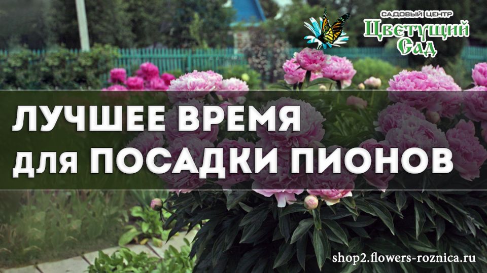 Золотой период для посадки пионов: Август и сентябрь