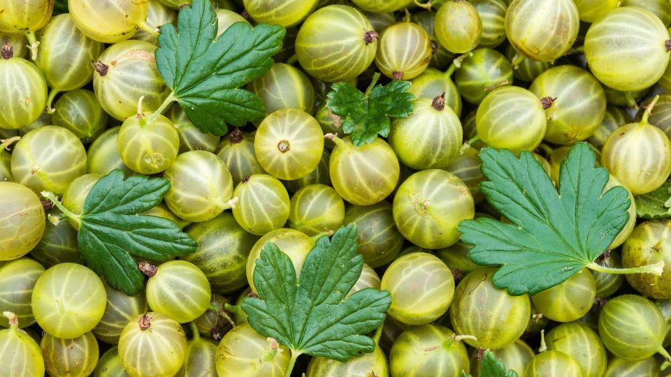 Вот как правильно заморозить крыжовник: будете наслаждаться душистыми ягодами всю зиму