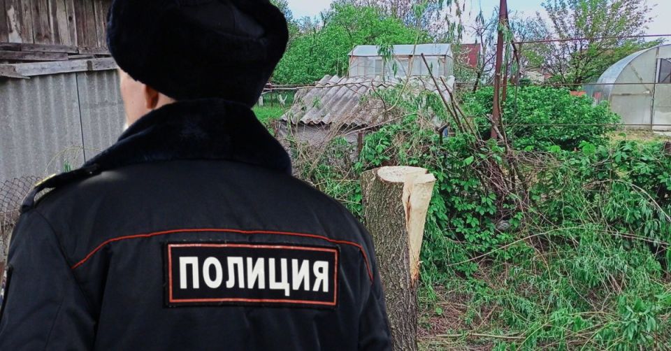 Штраф на 10 миллионов рублей за незаконную вырубку деревьев в Сочи