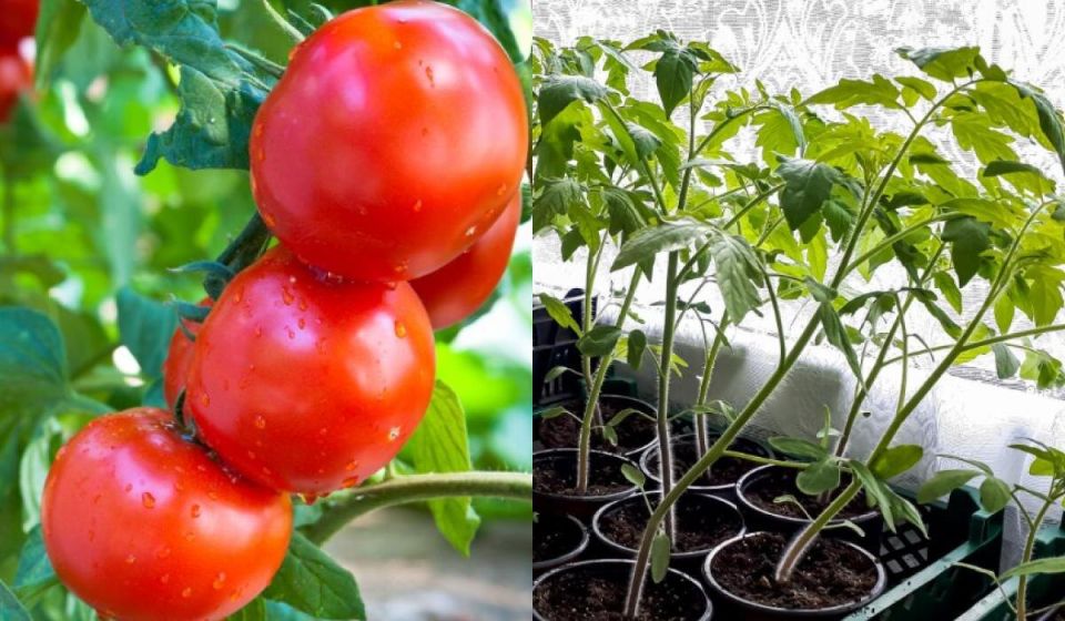 Как вырастить помидоры в горшках круглый год: советы опытных садоводов