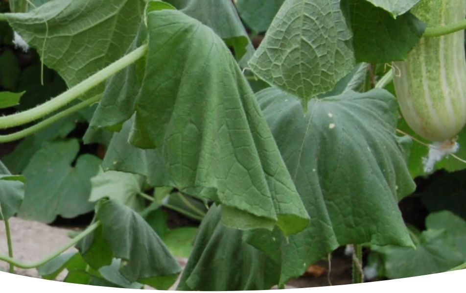Почему огурцы теряют листья в теплице: основные причины и эффективные решения