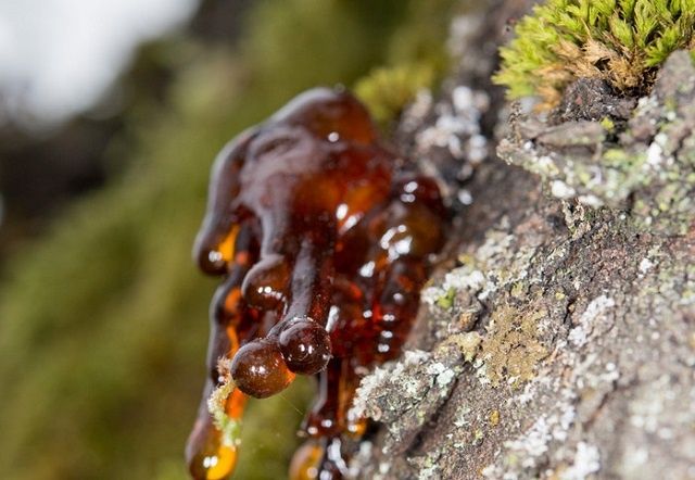 Как справиться со смолой на одежде и руках