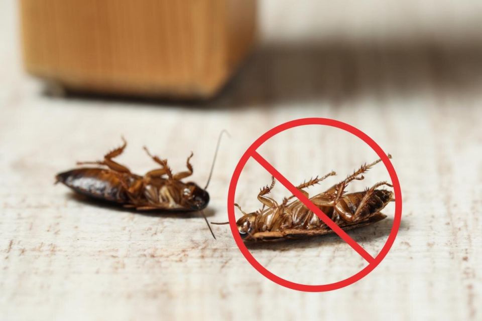 Как окончательно победить тараканов: проверенные методы и советы