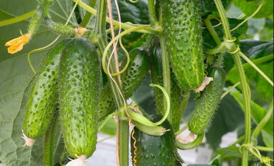 Натуральная подкормка для огурцов: секреты богатого урожая
