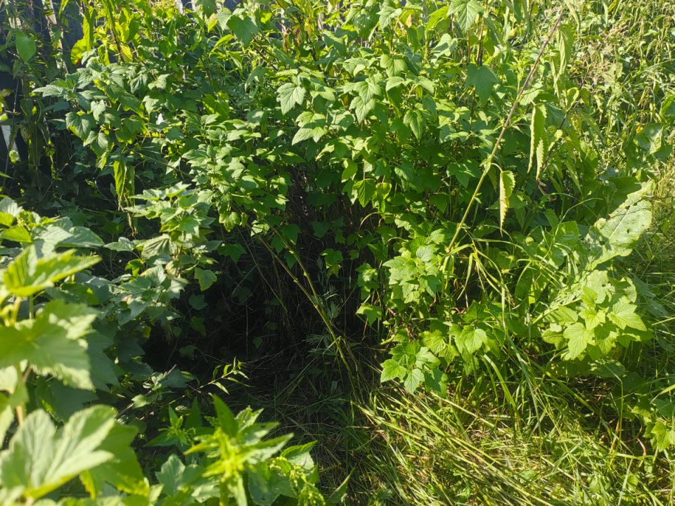 Чужая смородина: как соседи испытали нервное напряжение