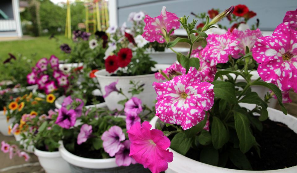 Петунии из черенков: секреты превращения ваших растений в настоящие шедевры