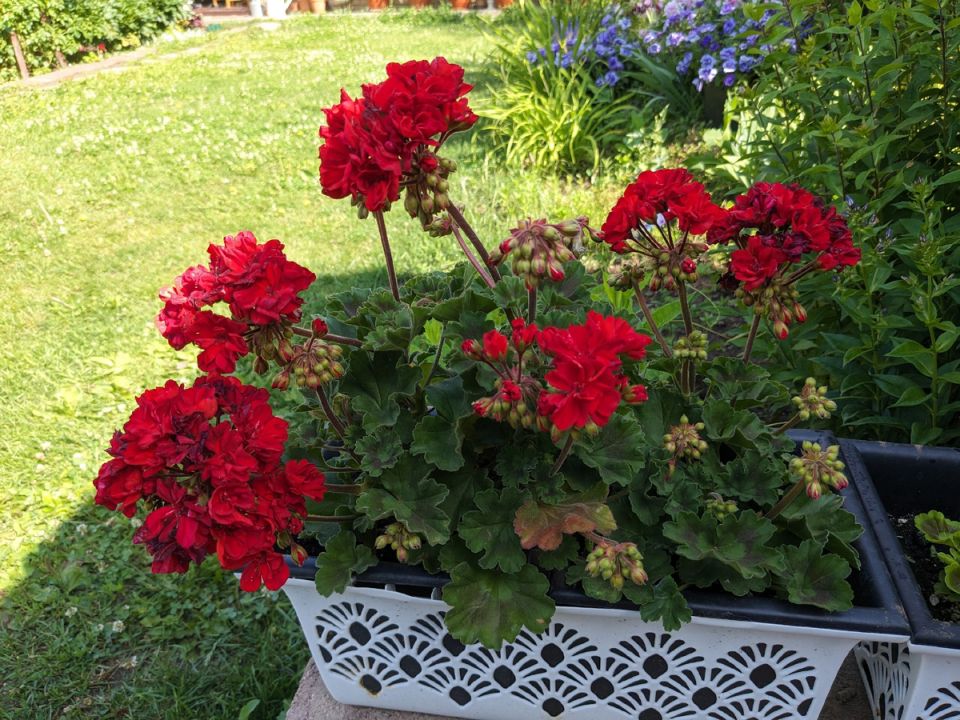 Как три красные герани становятся настоящими звездами сада