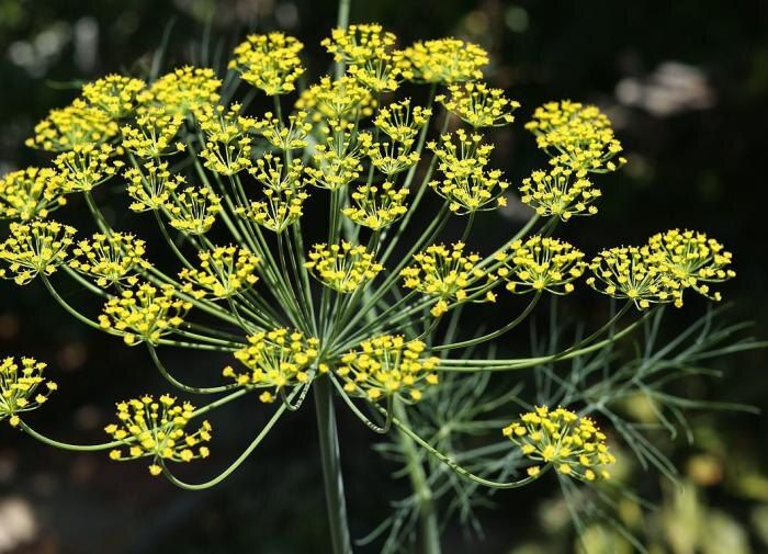 Секреты зимнего посева укропа: как получить раннюю зелень с первых дней весны