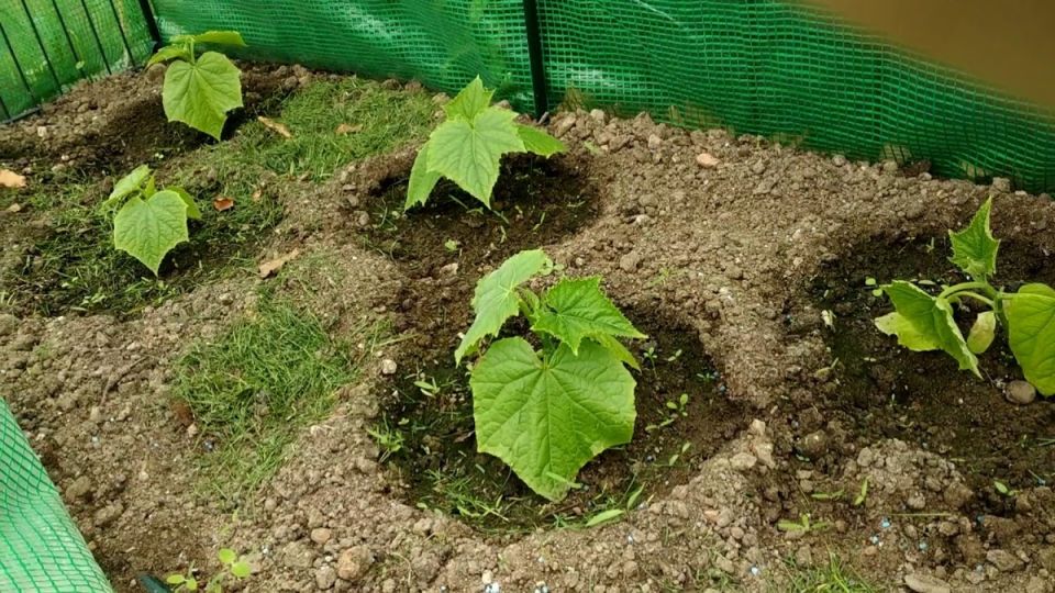 ��� ���������� � ������� ������� ����� �������: ������� ��������� ������