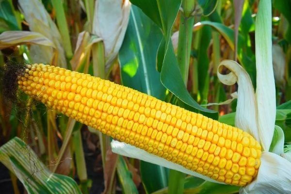 �������� �����: ������ ���� ���� �������� ������ ��������