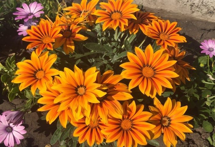 ��� ��������� ����������� �������: ������������ ����������� ��� ���������