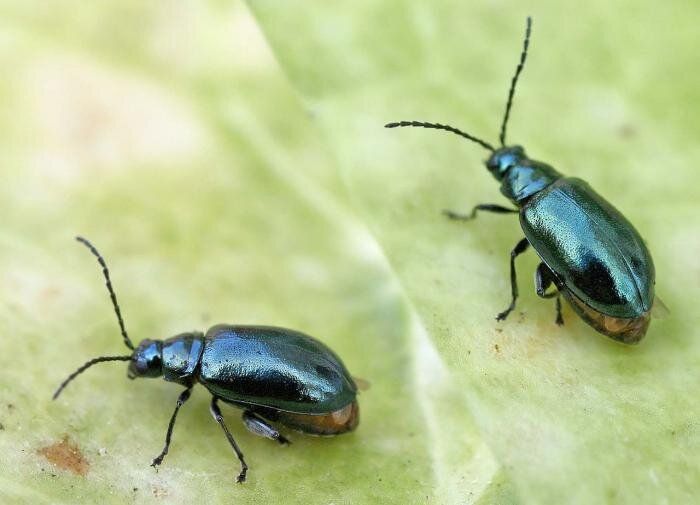 ��� �������� ��� ��� �� ������������� ������: ������� � ����������� ������