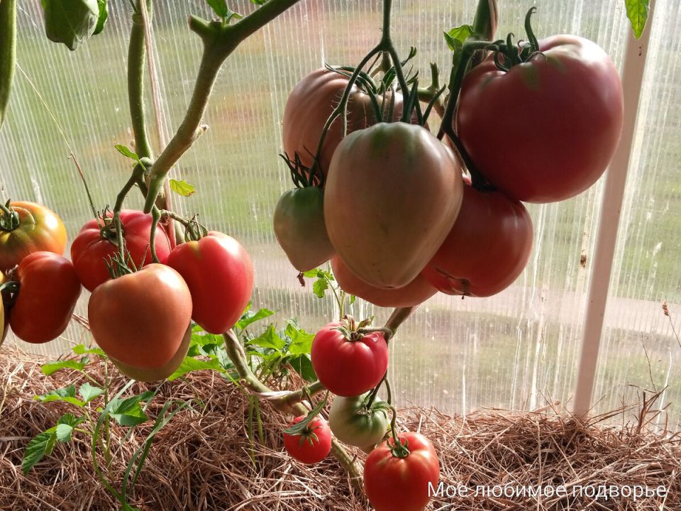 ��� ��������� ������� � ������������ ������� ������� � 2025 ����