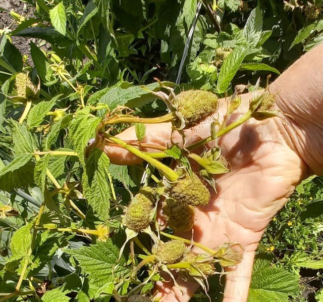 �������������� ���������: ������� ��� ��������� � ����������